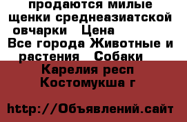 продаются милые щенки среднеазиатской овчарки › Цена ­ 30 000 - Все города Животные и растения » Собаки   . Карелия респ.,Костомукша г.